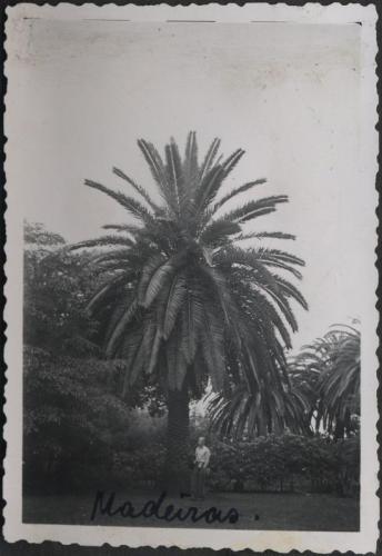 Aurulaev "Hildur" Madeira 2 - desc. - 1938