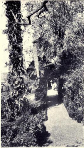 A Madeira Garden Party - desc. - 1909