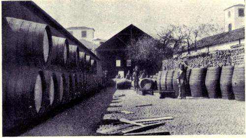 Wine Shipper's Yard, Funchal - desc. - 1909