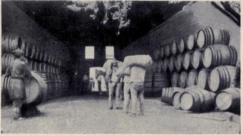 Wine Skins - desc. - 1909