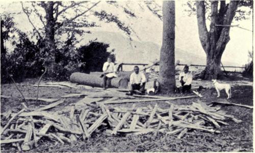 Wood Cutters - desc. - 1909