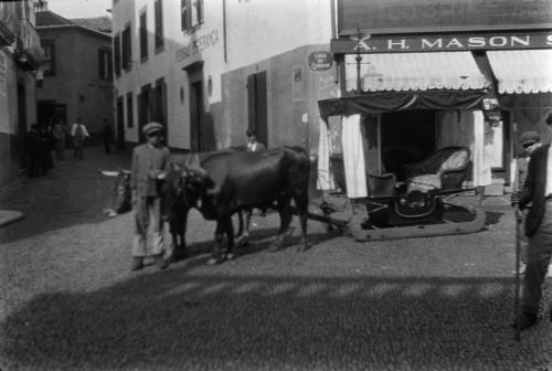 Auf einer Straße in Funchal führt ein Mann zwei Ochsen, die eine Art Schlitten hinter sich her ziehen - Ernst Ackermann - 1930