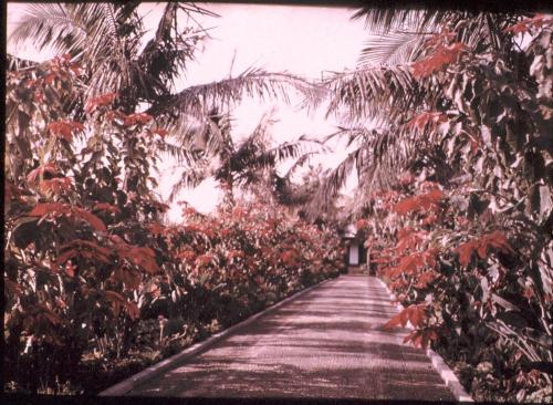 Avenue of Poinsettias in Madeira - Sarah Angelina Acland - c. 1910